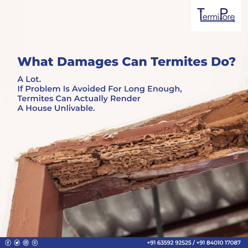 What Damages Can Termites Do?